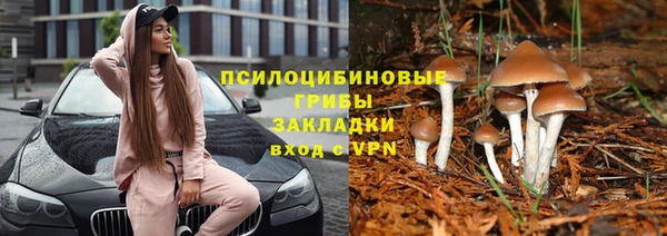 прущие грибы Алзамай